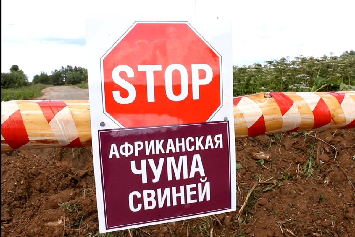 Что такое африканская чума свиней, меры     профилактики, возникновения и распространения.