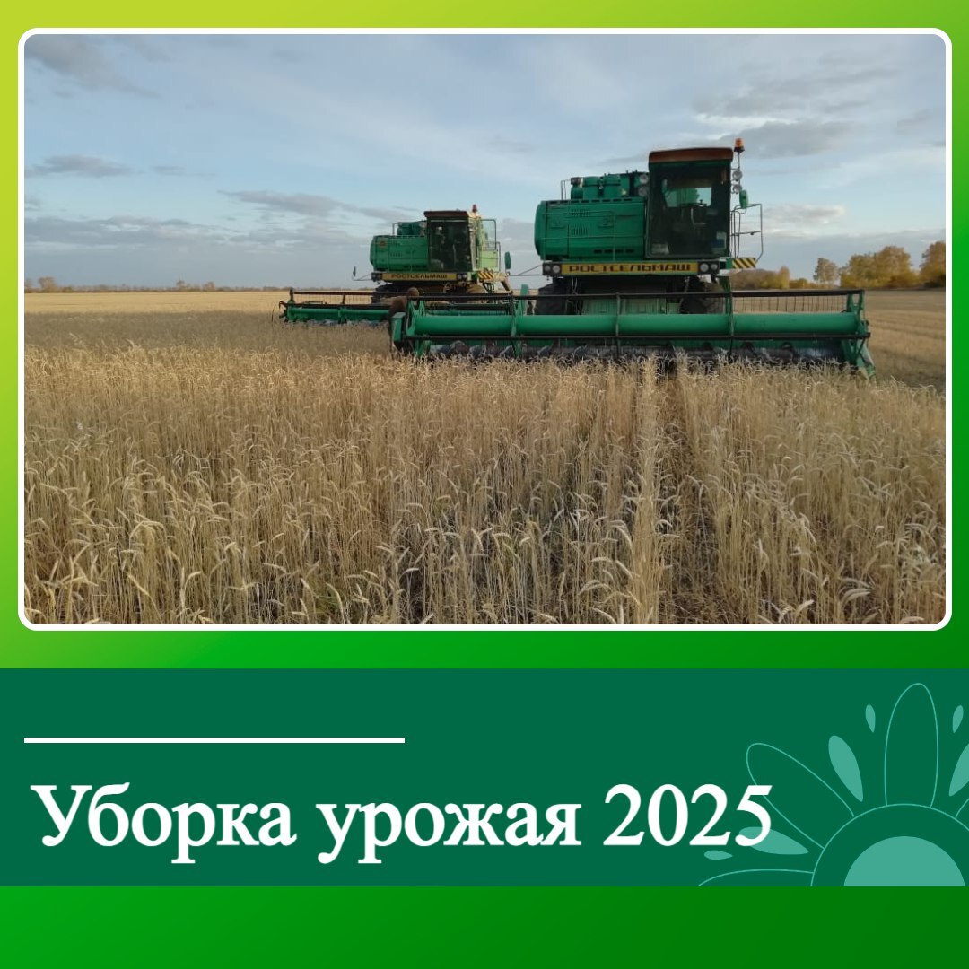 В Ключевском районе продолжается уборка урожая.