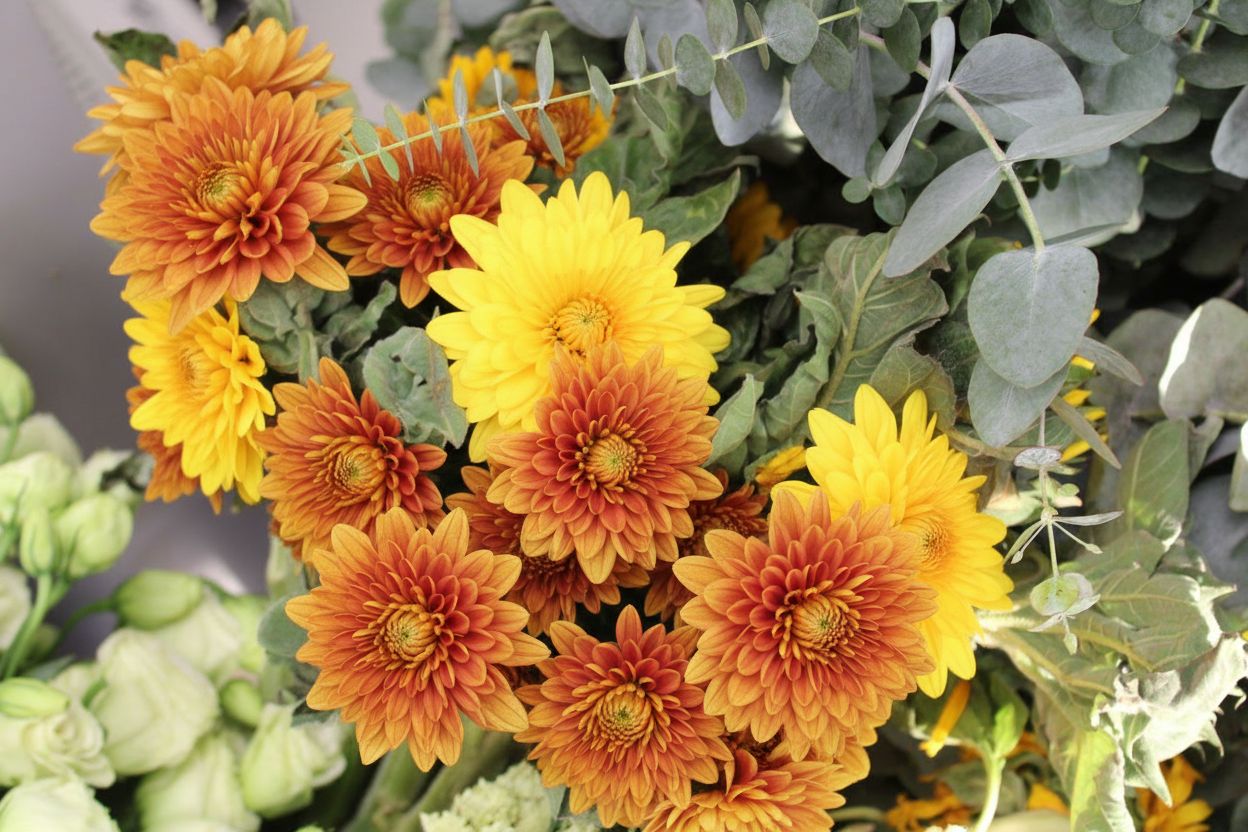 Более 16 тысяч срезов импортных цветов, зараженных карантинными вредителями, выявили специалисты Алтайского филиала ЦОК АПК.