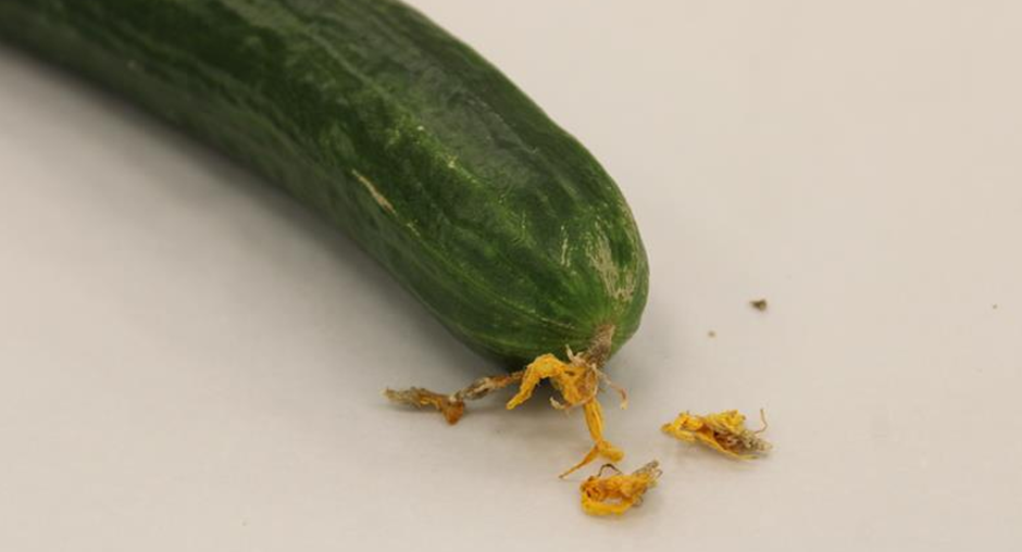 Специалисты Алтайского филиала ЦОК АПК выявили 17 тонн импортных огурцов, зараженных карантинным вредителем.