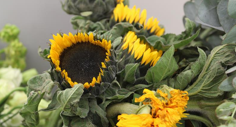 Редкий вид карантинного трипса выявили специалисты Алтайского филиала ЦОК АПК в импортных цветах.